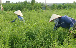 Mô hình sản xuất xanh, giúp làm sạch môi trường | Chuyển đổi xanh | 17/05/2025
