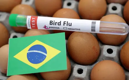 Brazil ban bố tình trạng khẩn cấp do cúm gia cầm