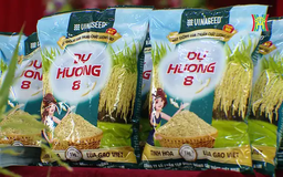 Lúa Dự Hương 8: Vụ mùa vàng trên đồng đất Hà Nội