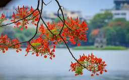 Sắc phượng rực rỡ giữa lòng Thủ đô