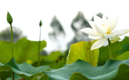 Nơi sen trắng thì thầm | Hà Nội đến để yêu | 24/05/2025