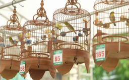 Tiếng Vành khuyên gọi về Thủ đô | Hà Nội đến để yêu | 29/05/2025
