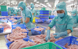 Xuất khẩu cá tra Việt Nam tìm thị trường ngách