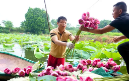 Hương sen thơm ngát | Hà Nội đến để yêu | 09/06/2025