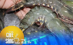 Mức thuế 'siêu thực' với tôm Việt Nam