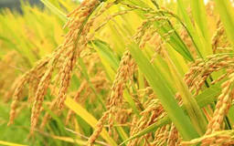 Hiệu quả từ mô hình canh tác lúa SRI hữu cơ