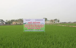 Hà Nội gần 80% diện tích lúa trồng theo phương pháp SRI | Nông nghiệp Nông thôn | 06/06/2025