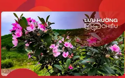 Thương nhớ những mùa sim