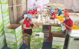 Kim ngạch xuất khẩu vượt 637 tỷ USD