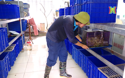 Vi phạm trong lĩnh vực thú y có thể bị phạt