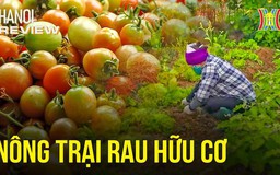 Rau hữu cơ và xu hướng 'sống xanh, ăn lành' | Hà Nội Reviews | 01/03/2024