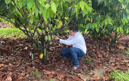 Người đàn ông Brazil mơ ước trở thành 'vua ngành cacao'