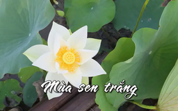 Mùa sen trắng | Nhịp sống Hà Nội | 01/06/2025