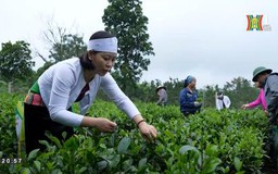 Một ngày của những người hái chè