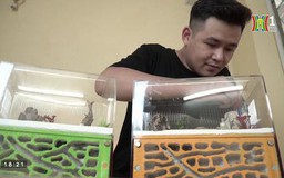 Độc lạ thú chơi nuôi kiến cảnh