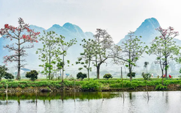 Tuyến đường ngoại thành rực đỏ hoa gạo nở