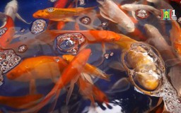Thăm làng cá cảnh Yên Phụ dịp Tết ông Táo