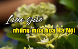 Lưu giữ những mùa hoa Hà Nội | Người Hà Nội | 04/05/2025