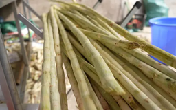 Hành trình nước mía