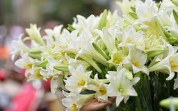 Hà Nội mùa hoa loa kèn về phố