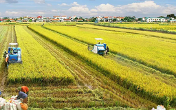 Ứng dụng tiến bộ kỹ thuật vào sản xuất lúa | Nông nghiệp Nông thôn | 03/04/2025