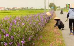 Những con đường hoa