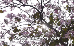 Dưới tán hoa ban | Nhịp sống Hà Nội | 05/03/2025