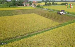 Sắc vàng mùa gặt