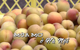 Mùa mơ ở Hà Nội | Nhịp sống Hà Nội | 05/06/2025