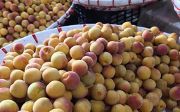 Mùa mơ ở Hà Nội