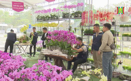 Thị trường cây cảnh vào vụ Tết
