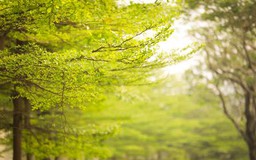 Ngắm hàng cây bàng lá nhỏ đẹp "quên lối về"