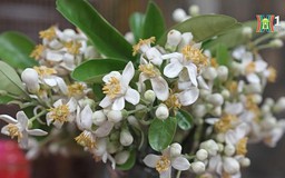 Dịu dàng hương bưởi tháng Ba