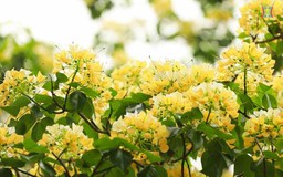Cây hoa bún 300 tuổi, “báu vật” giữa lòng Thủ đô