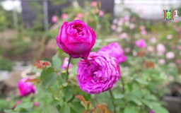 Người dân Mê Linh chuẩn bị hoa hồng cho vụ Tết