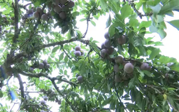 Sơn La mùa mận chín | Trăm miền hội tụ | 06/06/2025