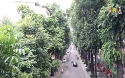 Hàng cây trăm tuổi trên phố Lò Đúc