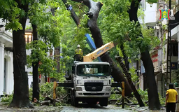 Hà Nội dọn cây xanh gãy đổ ngay trong mưa bão