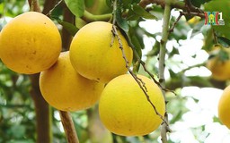 Thủ phủ bưởi Diễn vào mùa thu hoạch phục vụ Tết