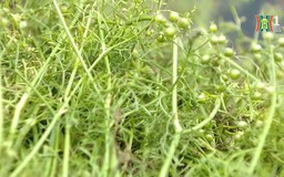 Hương mùi già, mùi hương của Tết