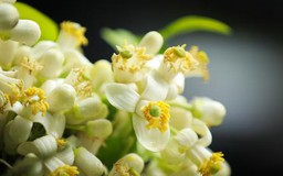 Tháng Ba về, thoảng ngát hương hoa bưởi