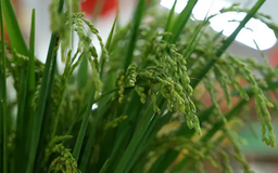 Làng cốm vào vụ