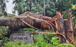 Đường phố Hà Nội ngổn ngang cây đổ sau bão Yagi