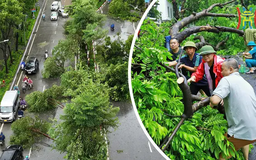 Xử lý cây xanh gãy đổ tại Hà Nội sau bão Yagi