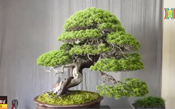 Trưng bày tuyệt tác bonsai tại Trung tâm Văn hóa Nghệ thuật