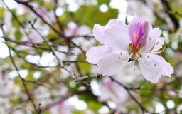 Hoa ban khoe sắc giữa lòng Hà Nội