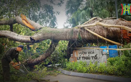 Cây xanh Hà Nội