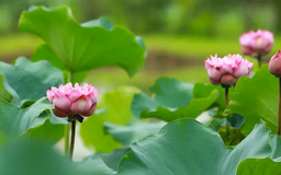 Mùa sen về trong nắng