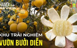 Hái bưởi Diễn tại vườn, check-in 'mỏi tay' chỉ với 50k | Hà Nội Reviews | 11/01/2023