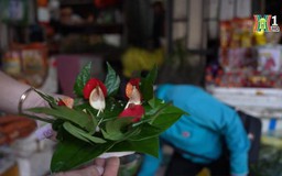 Trầu têm cánh phượng, nét đẹp trong văn hóa trầu cau
